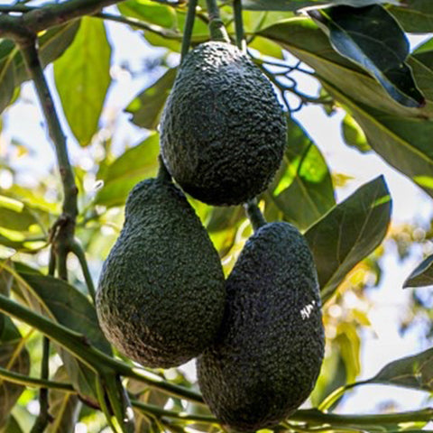 Hass Avocados